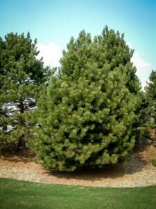 Сосна Чёрная (Pinus Nigra) купить по цене от 270.00р. в интернет-магазине «Посадика» с доставкой почтой в в Мытищие и по всей России – [изображение №1].