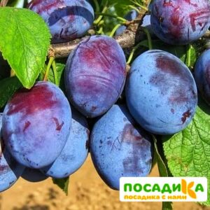 Слива Чачакская ранняя купить по цене от 229.00р. в интернет-магазине «Посадика» с доставкой почтой в в Мытищие и по всей России – [изображение №1].