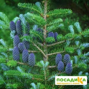 Пихта корейская (Abies koreana) купить по цене от 450.00р. в интернет-магазине «Посадика» с доставкой почтой в в Мытищие и по всей России – [изображение №1].