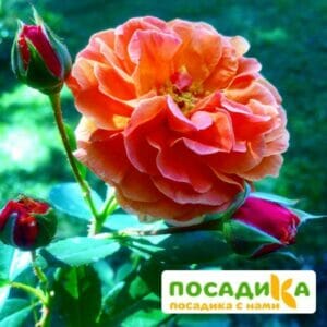 Роза Арабия купить по цене от 350.00р. в интернет-магазине «Посадика» с доставкой почтой в в Мытищие и по всей России – [изображение №1].