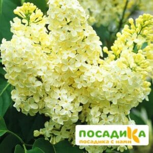 Сирень Примроуз (Primrose) купить по цене от 529.00р. в интернет-магазине «Посадика» с доставкой почтой в в Мытищие и по всей России – [изображение №1].