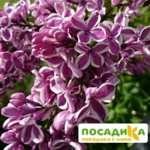 Сирень Сенсация купить по цене от 529.00р. в интернет-магазине «Посадика» с доставкой почтой в в Мытищие и по всей России – [изображение №1].