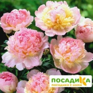 Пион Распберри Сандей (Paeonia Raspberry Sundae) купить по цене от 959р. в интернет-магазине «Посадика» с доставкой почтой в в Мытищие и по всей России – [изображение №1].