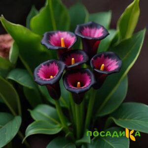 Калла Аура Лейс купить по цене от 400р. в интернет-магазине «Посадика» с доставкой почтой в в Мытищие и по всей России – [изображение №1].