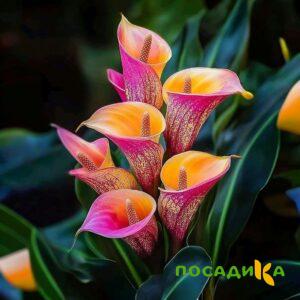 Калла Оникс купить по цене от 450р. в интернет-магазине «Посадика» с доставкой почтой в в Мытищие и по всей России – [изображение №1].