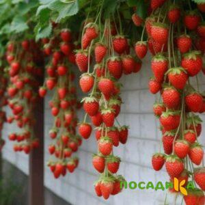 Клубника вьющаяся Комплимент купить по цене от 470р. в интернет-магазине «Посадика» с доставкой почтой в в Мытищие и по всей России – [изображение №1].
