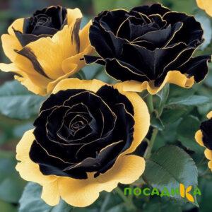 Роза Ханни Сикл купить по цене от 700р. в интернет-магазине «Посадика» с доставкой почтой в в Мытищие и по всей России – [изображение №1].