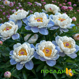Пион акварельный Этюд купить по цене от 806р. в интернет-магазине «Посадика» с доставкой почтой в в Мытищие и по всей России – [изображение №1].
