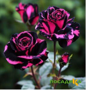 Роза Багровый Шепот купить по цене от 366р. в интернет-магазине «Посадика» с доставкой почтой в в Мытищие и по всей России – [изображение №1].