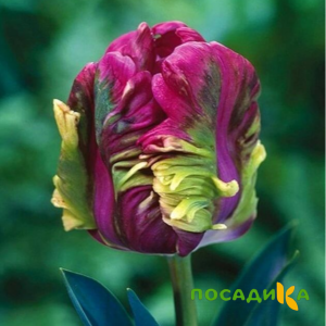 Тюльпан Экзотик Хэвен купить по цене от 186р. в интернет-магазине «Посадика» с доставкой почтой в в Мытищие и по всей России – [изображение №1].
